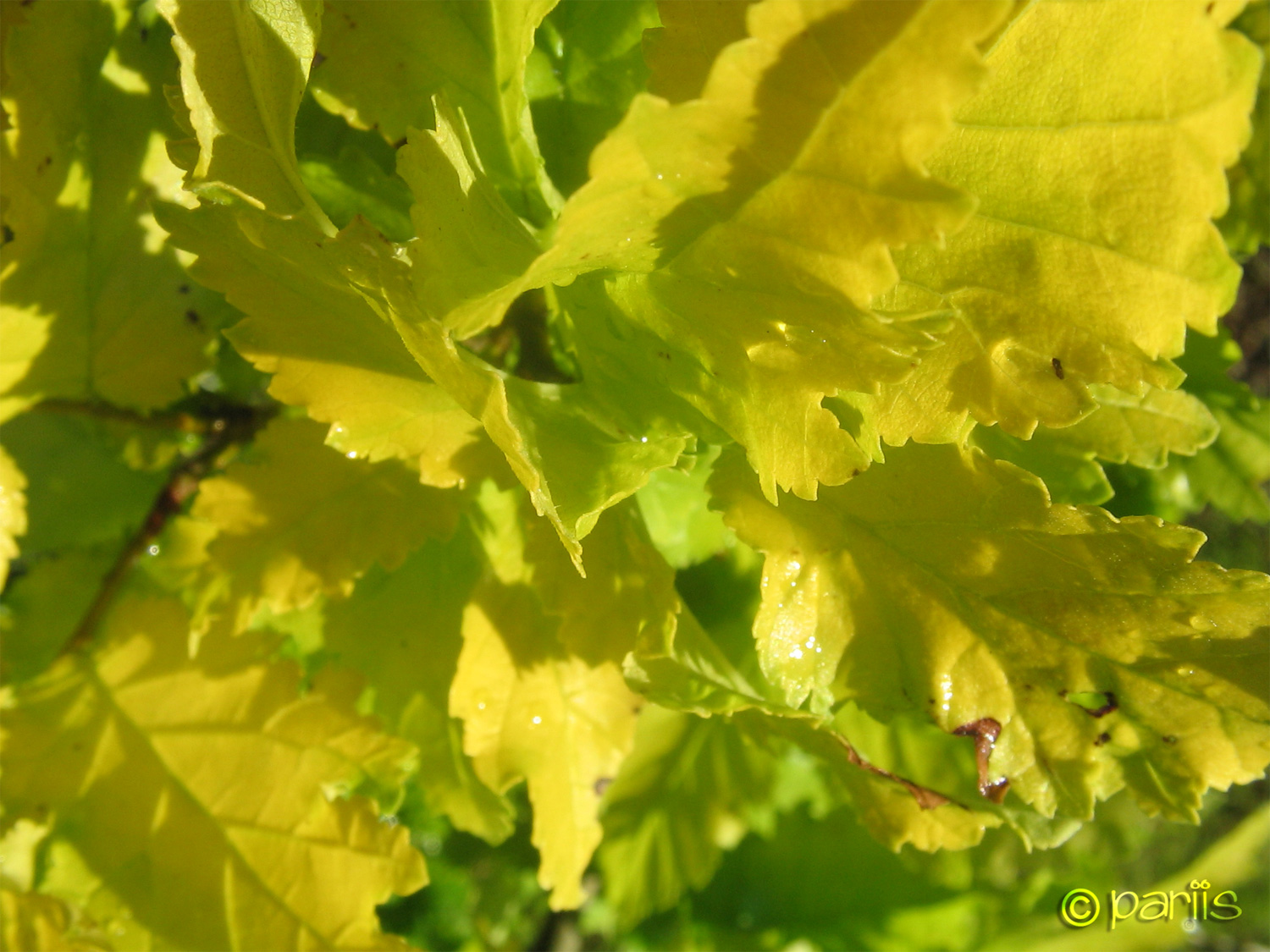 Golden Leaves