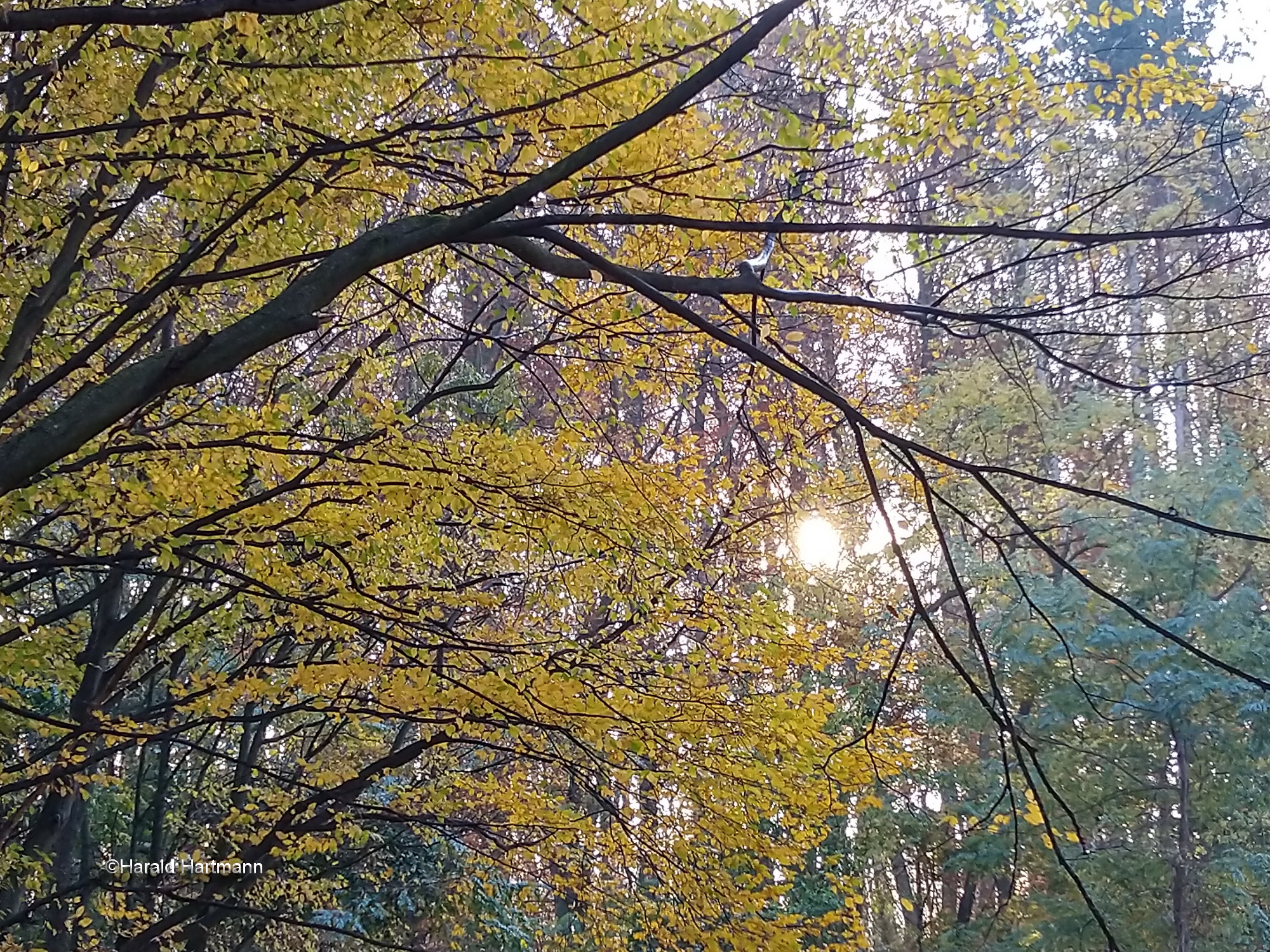 Goldener Herbst 4