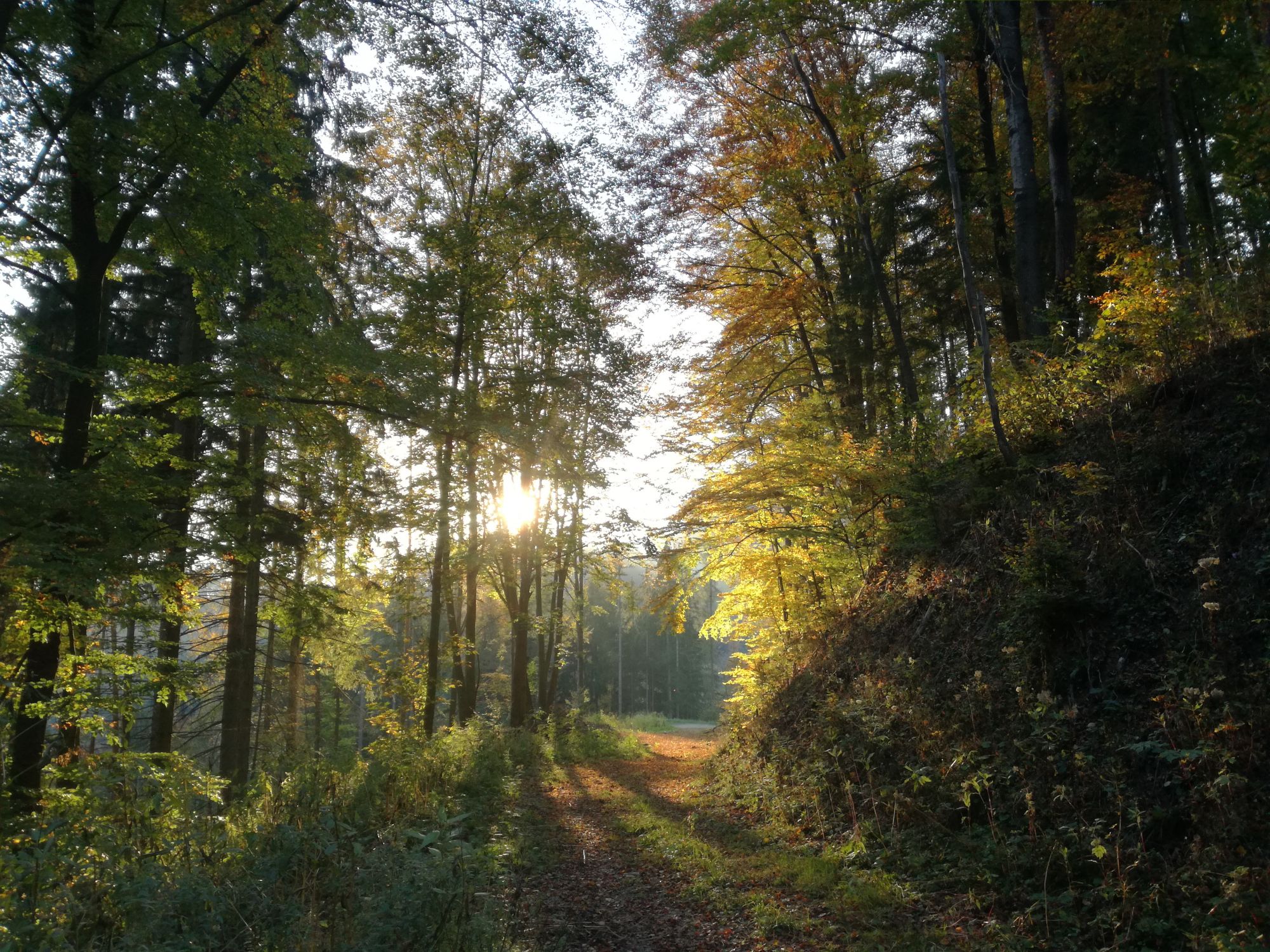 Goldener Herbst in der Obersteiermark