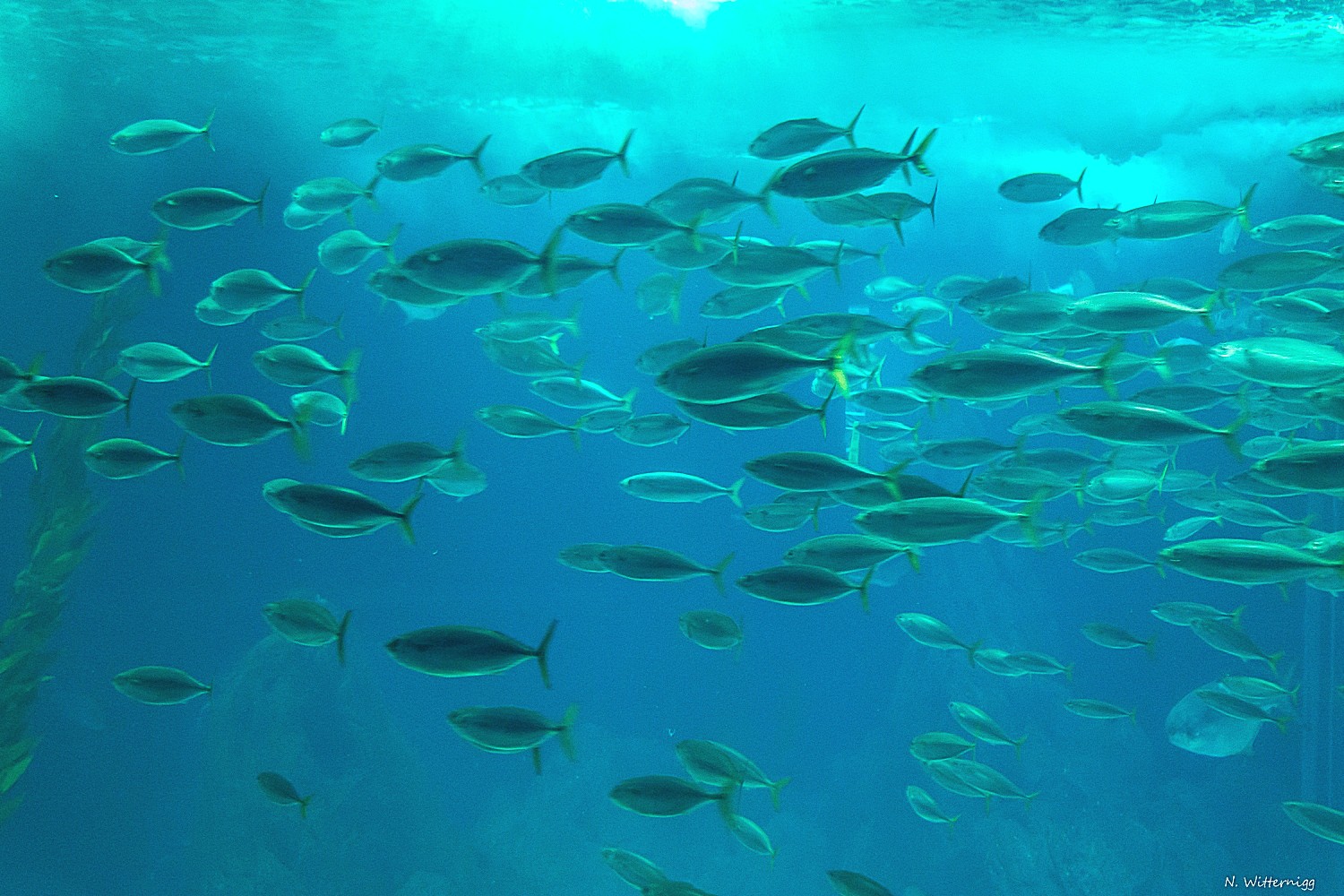 größtes Innenaquarium Europas