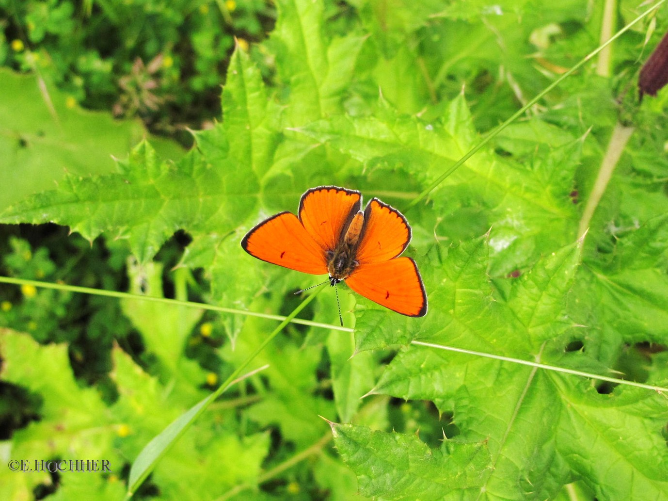 Gr. Feuerfalter