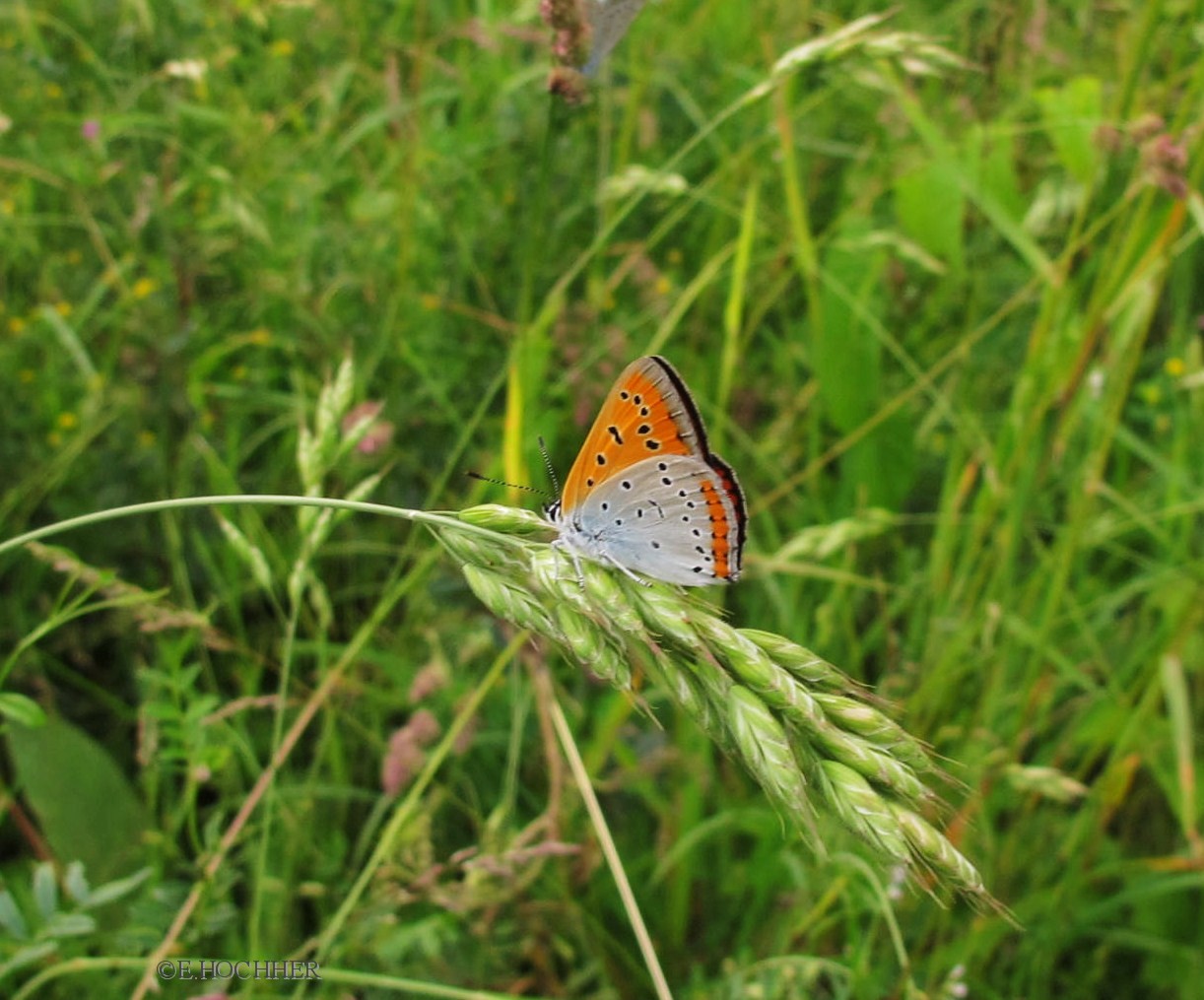 Gr. Feuerfalter