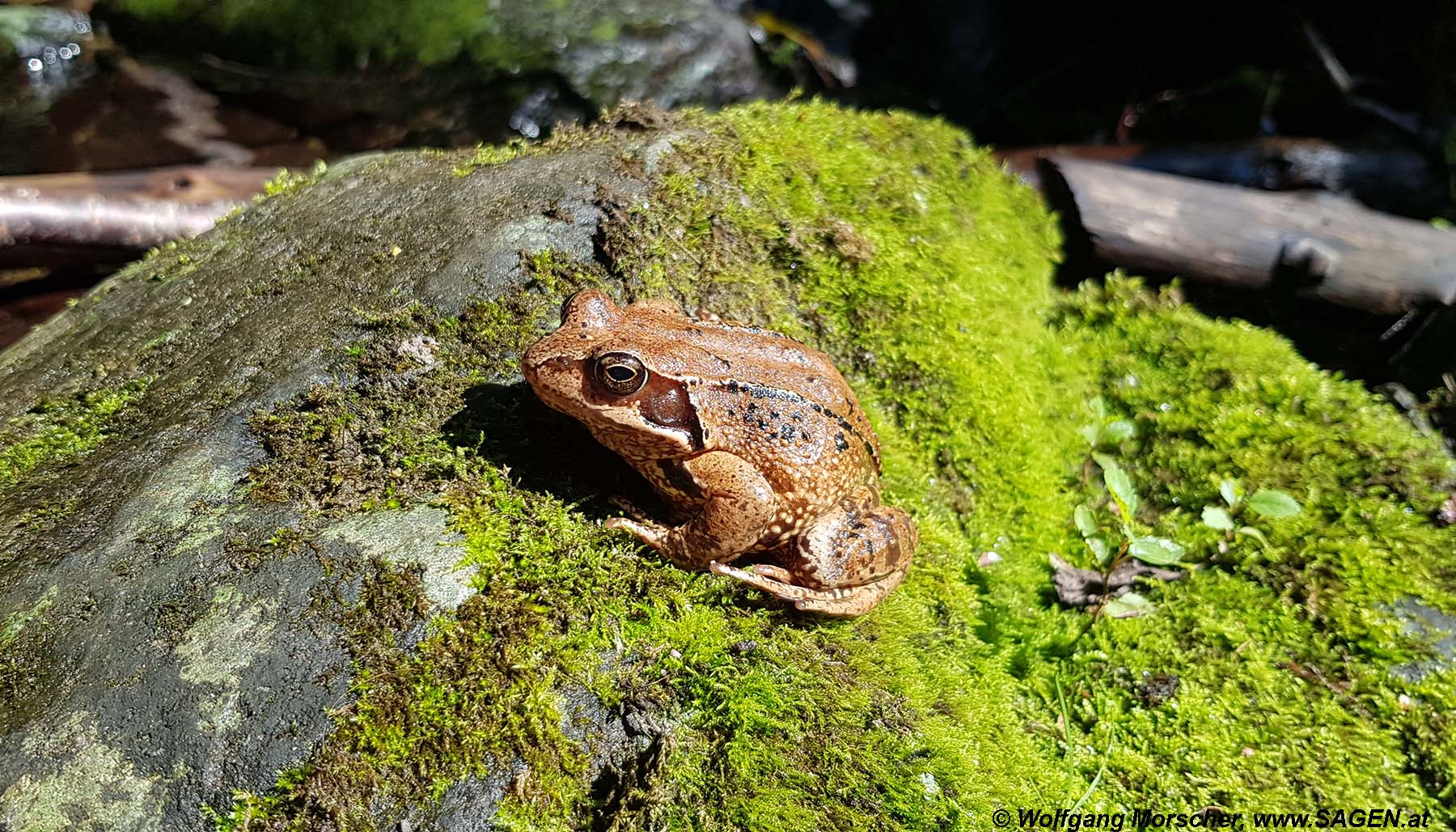 Grasfrosch - Rana temporaria