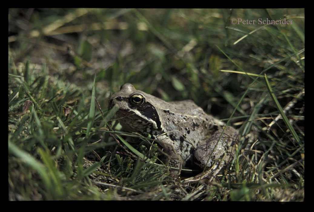 Grasfrosch