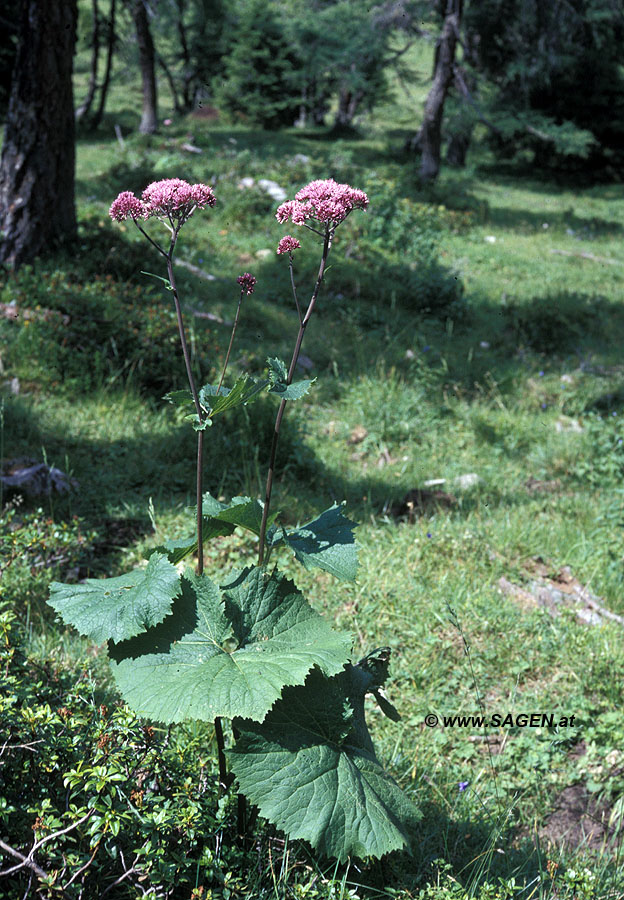 Grauer Alpendost (Adenostyles alliariae)