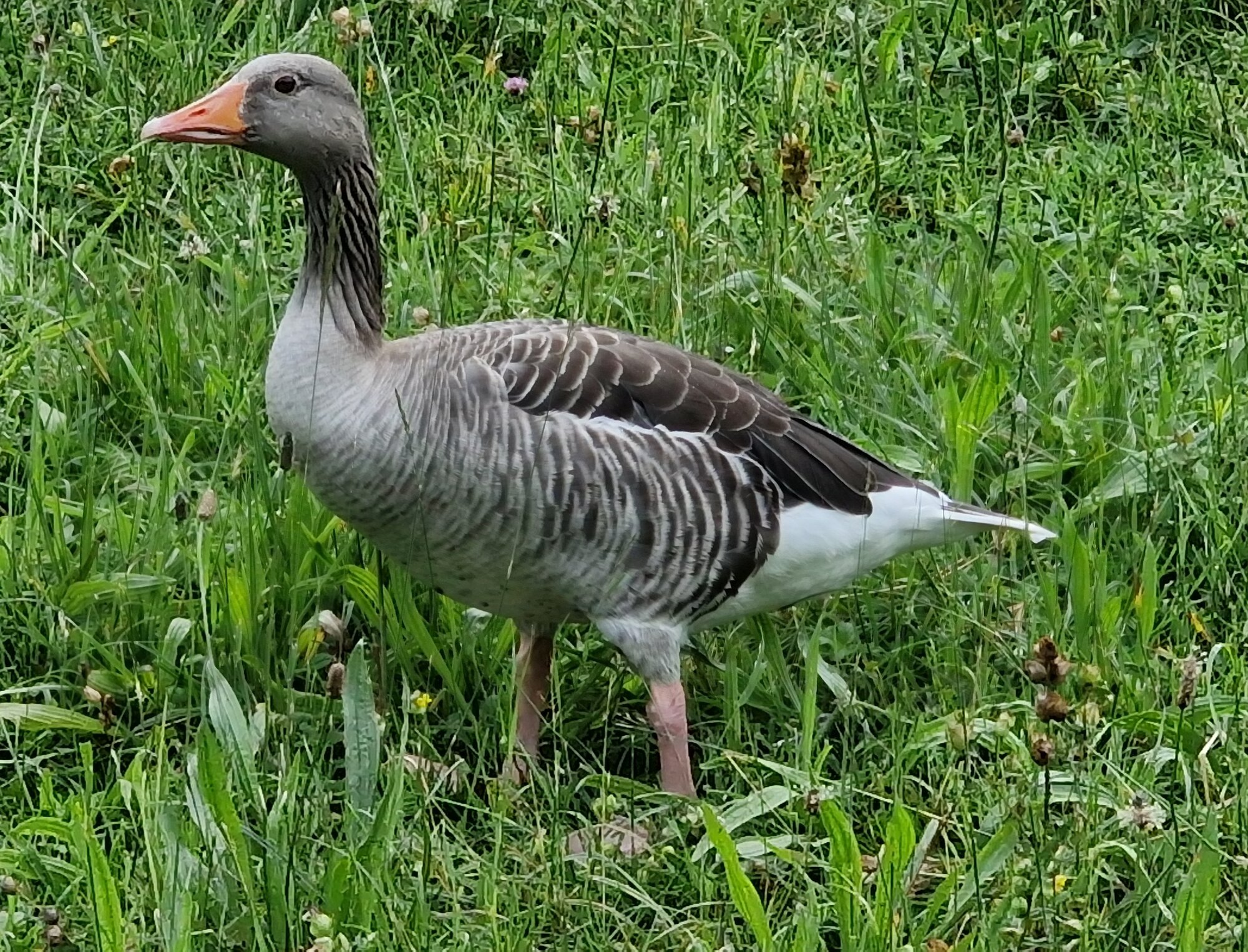 Graugans in Salzburg, Salzach See