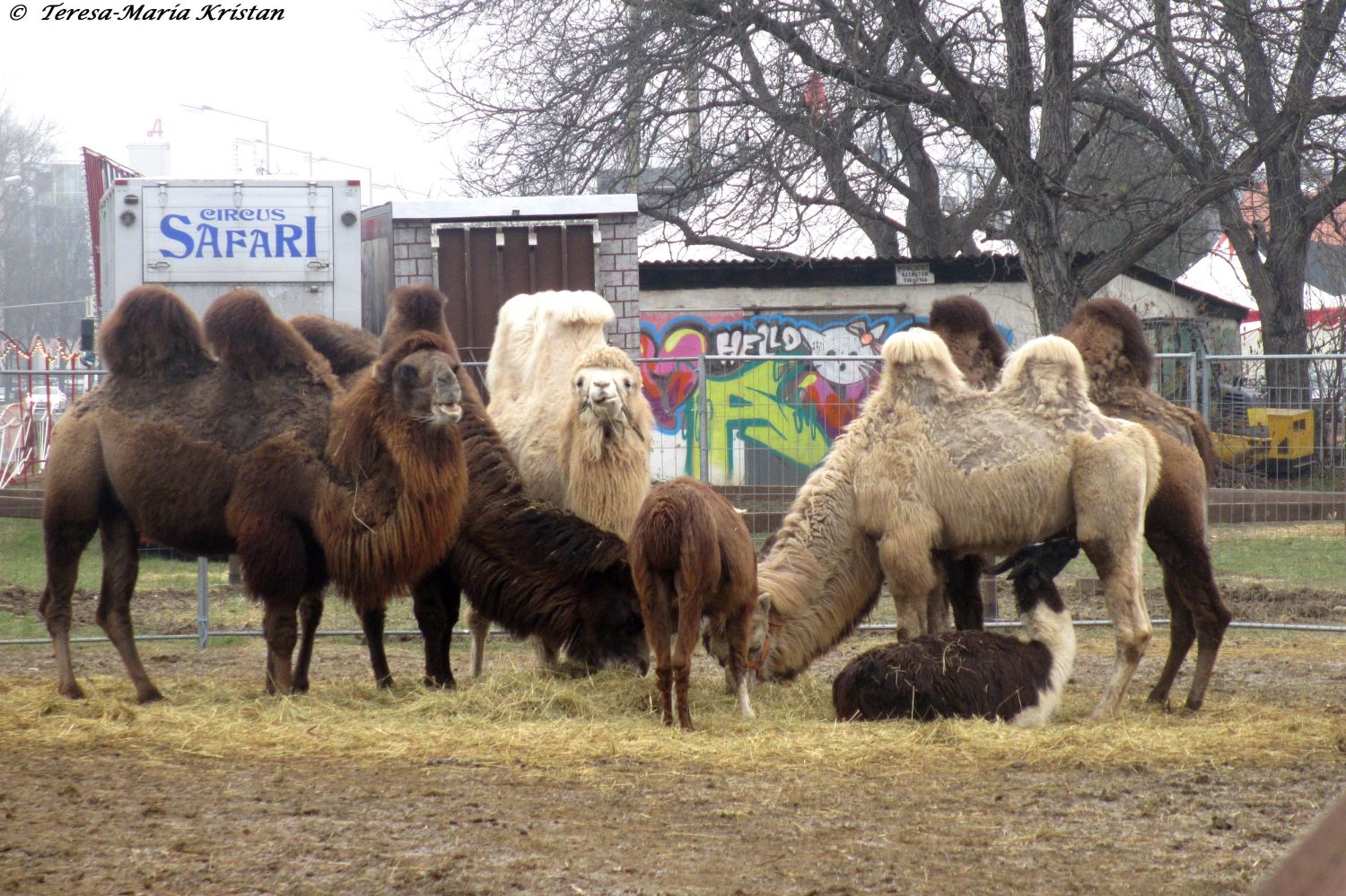 Grazer Weihnachtszirkus 2013