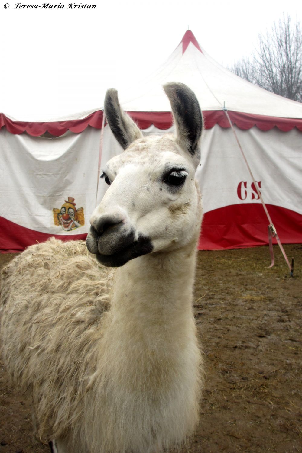 Grazer Weihnachtszirkus 2013