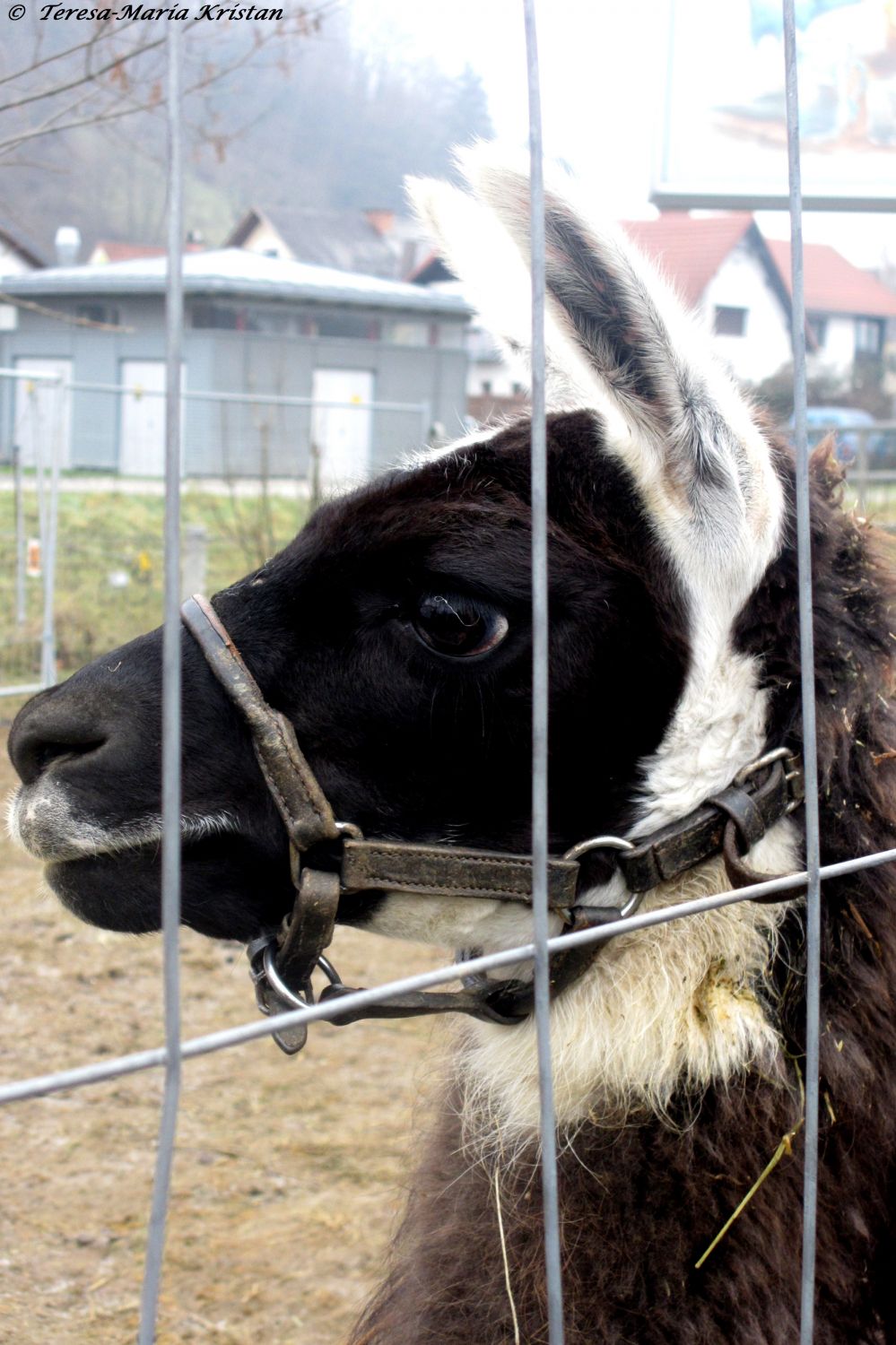 Grazer Weihnachtszirkus 2013