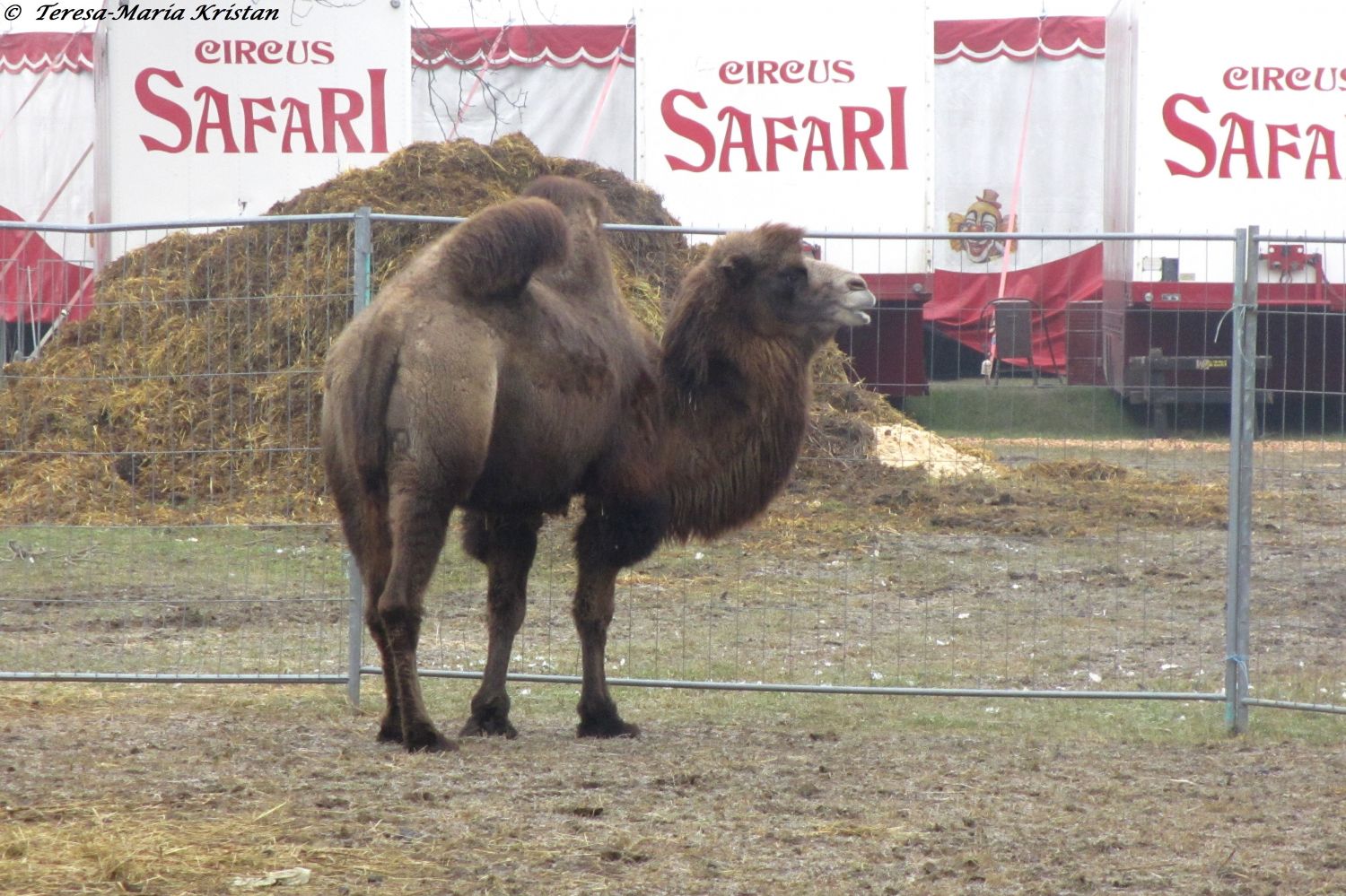 Grazer Weihnachtszirkus 2013