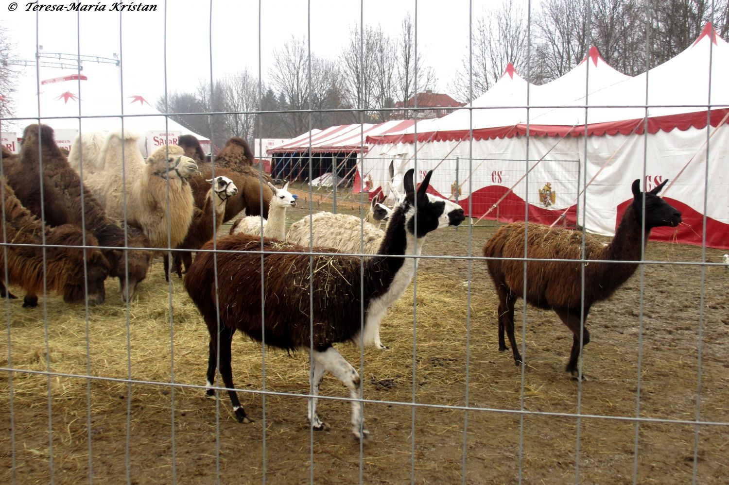 Grazer Weihnachtszirkus 2013