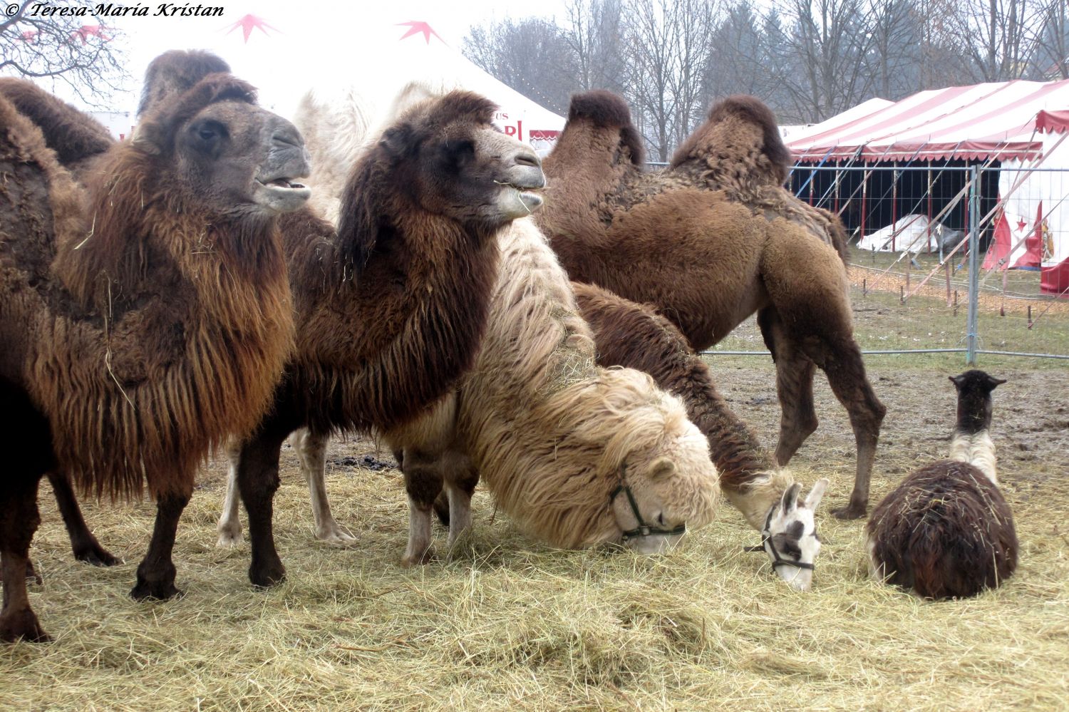 Grazer Weihnachtszirkus 2013