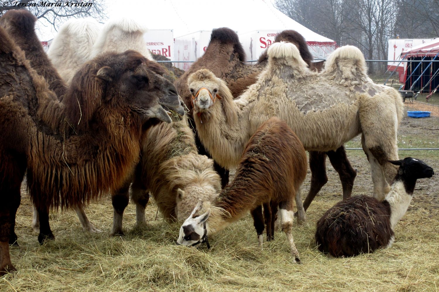 Grazer Weihnachtszirkus 2013