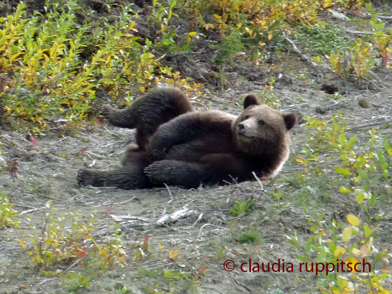 Grizzly Bär, BC, Canada