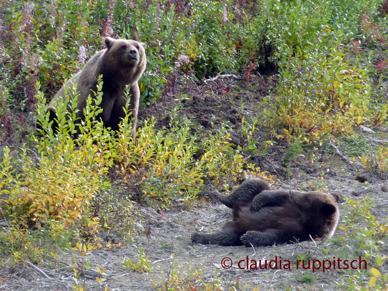 Grizzly Bären, BC, Canada