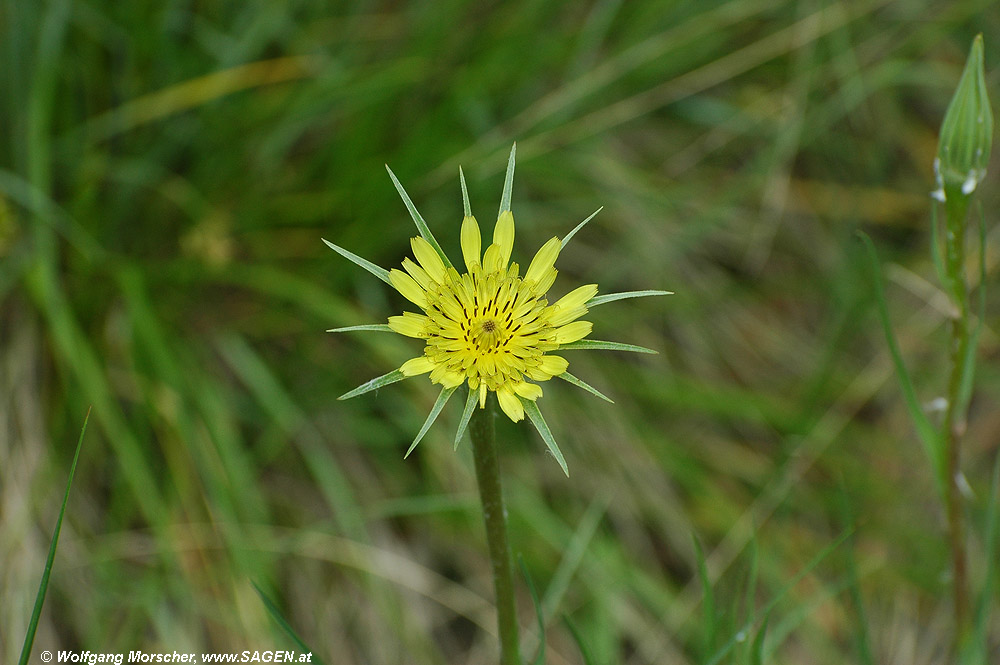 Groß-Bocksbart am Sonnenberg, Naturns