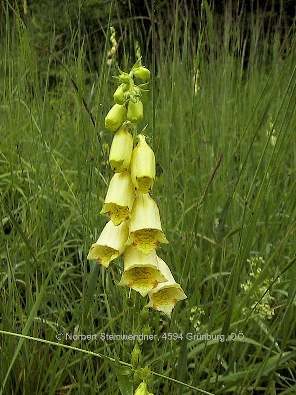 Groß-Fingerhut (Digitalis grandiflora)