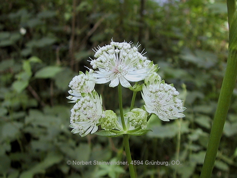 Groß-Sterndolde (Astrantia major)