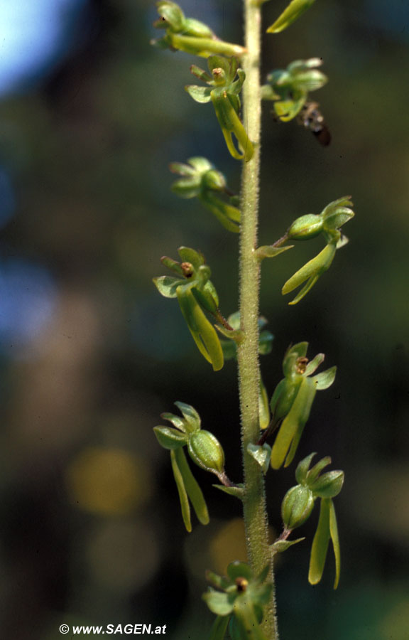 Großes Zweiblatt (Listera ovata)