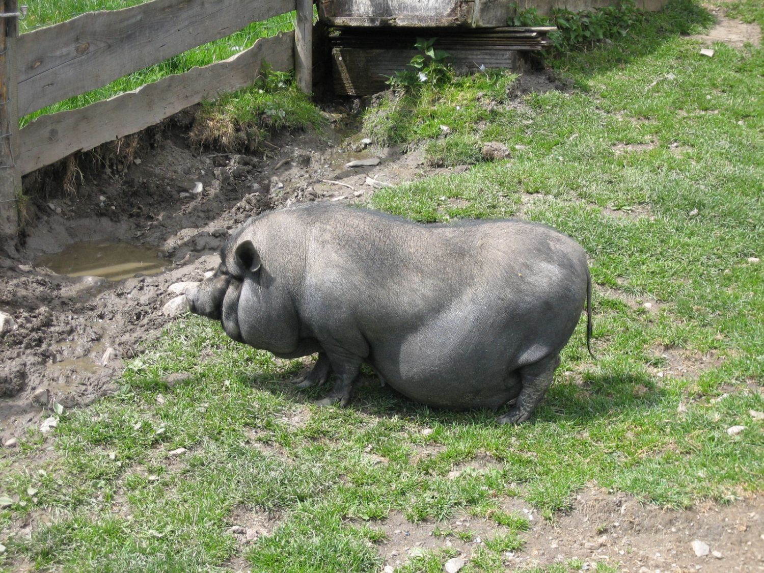 Hängebauchschwein