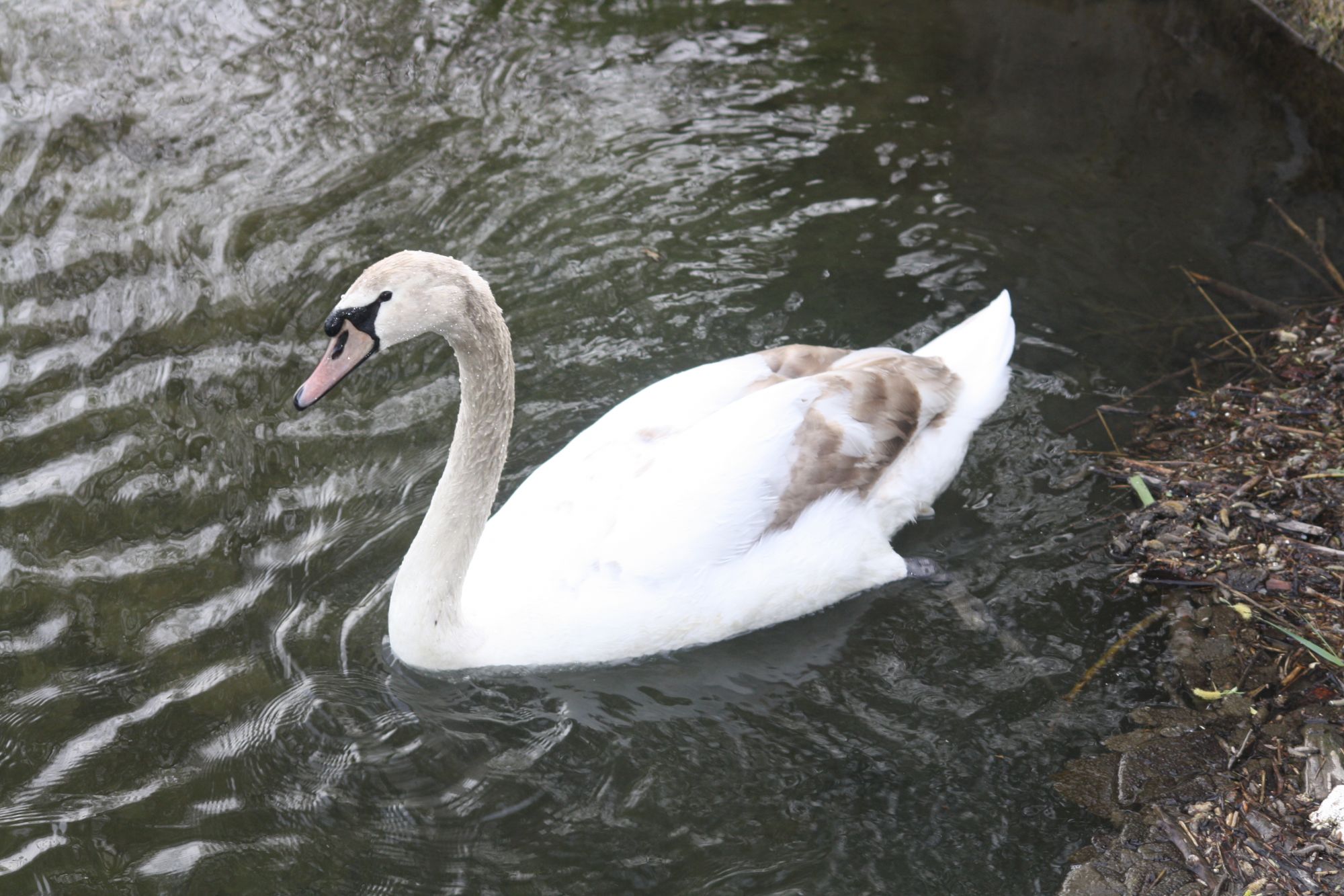 Höckerschwan