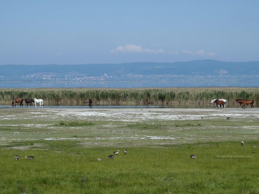 Hölle - Neusiedler See