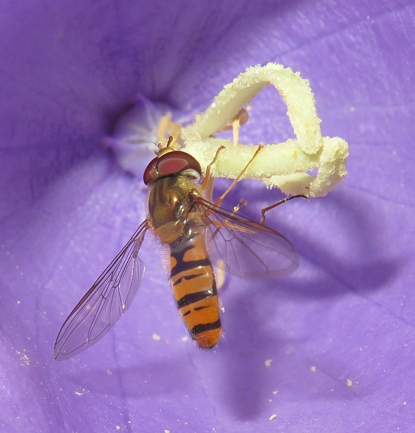 Hainschwebfliege in Glockenblume