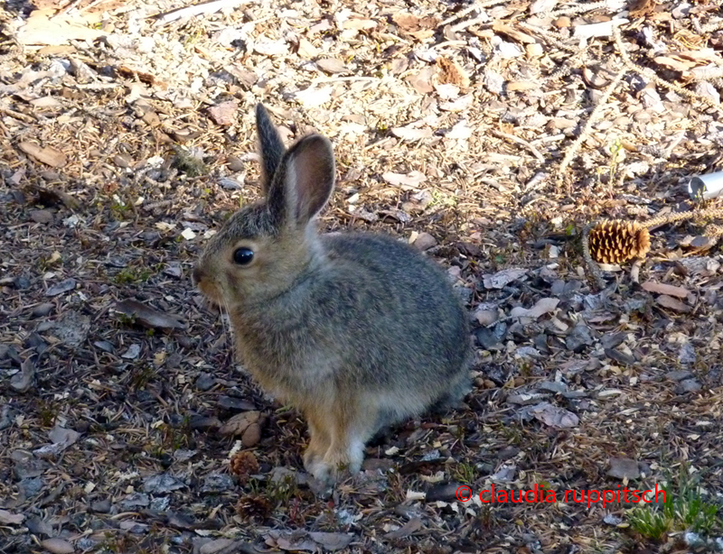 Hase im Cathedral Provincial Park, BC, Kanada