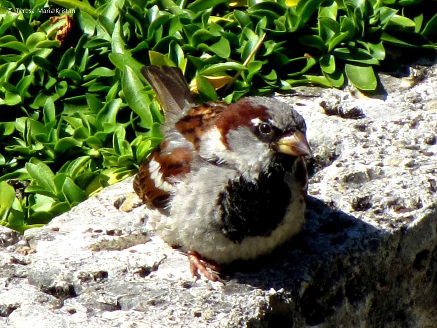 Haussperling (Spatz)