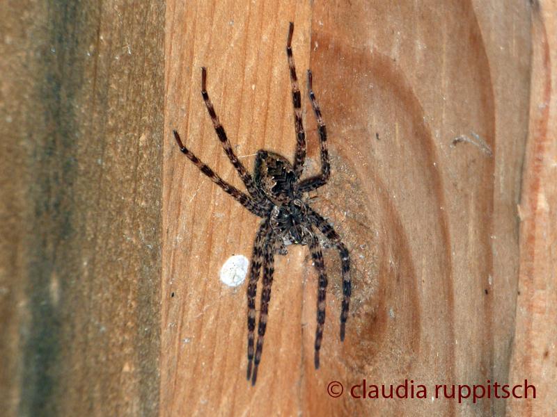 Hausspinne, Ontario, Canada