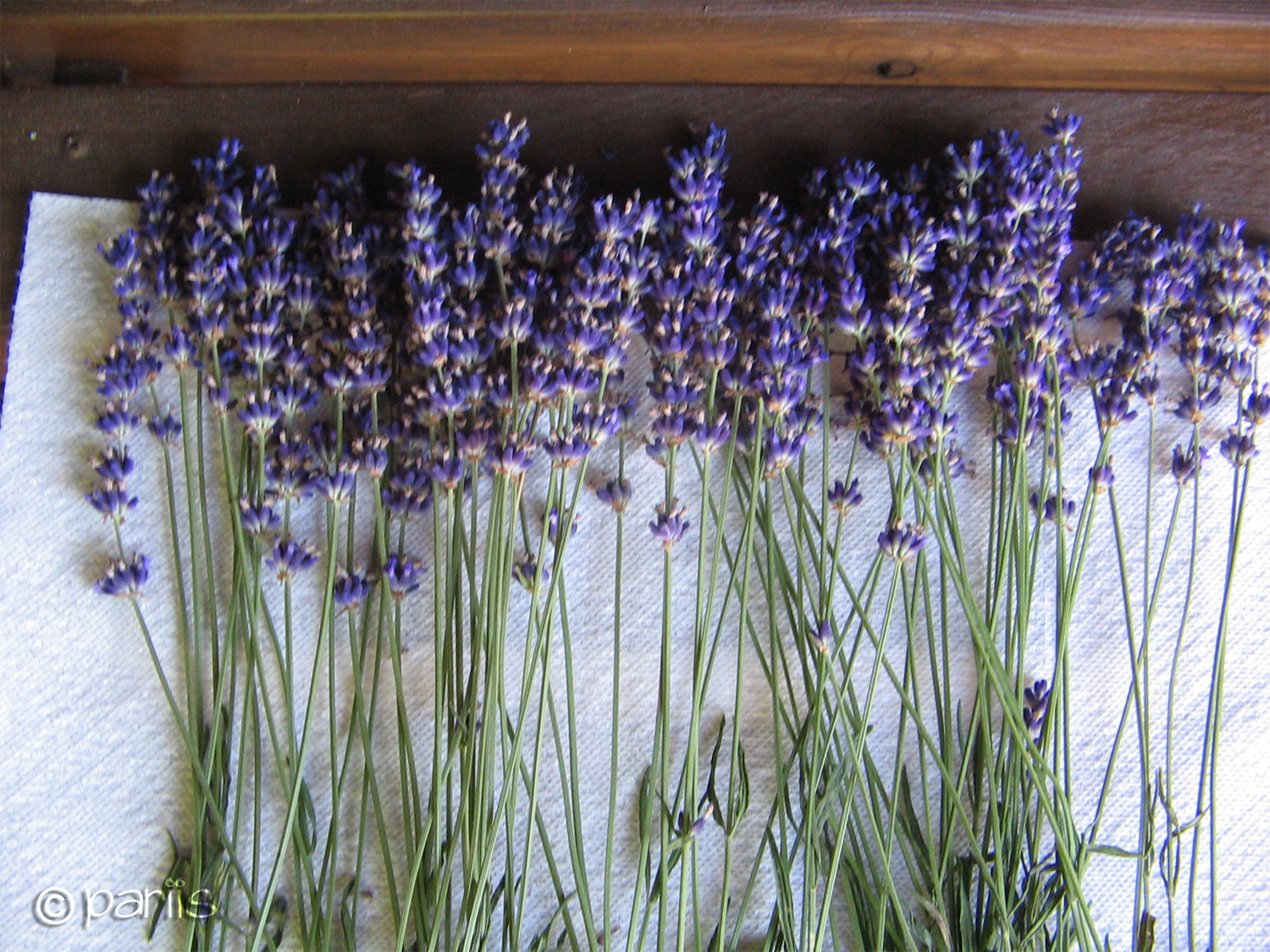 Herbes de Provence