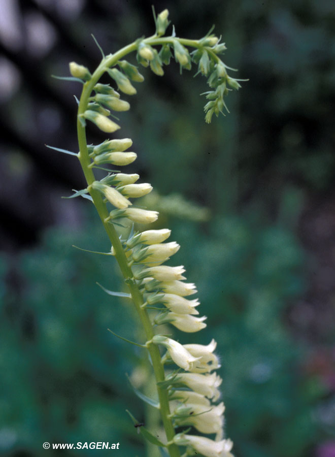 Herbst-Drehähre (Spiranthes spiralis)