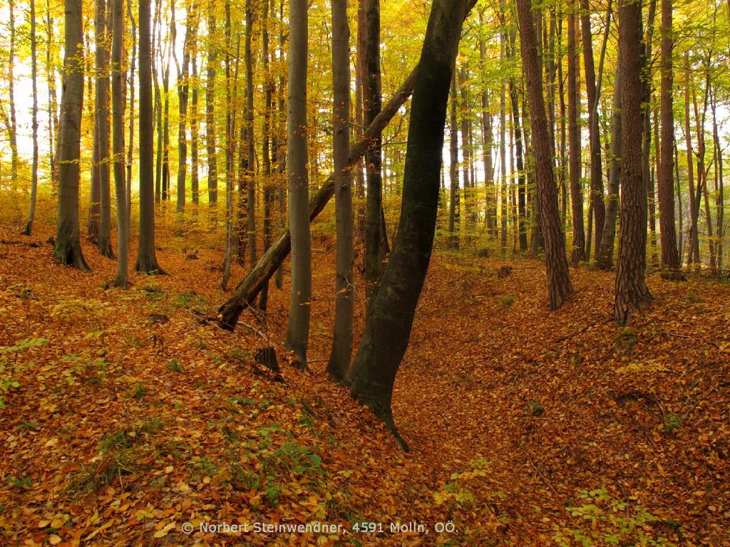 Herbst im Wald