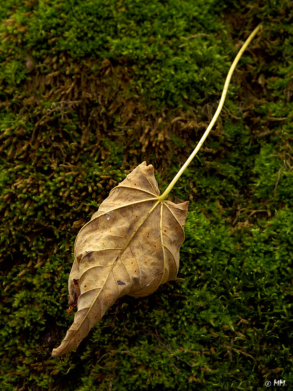 Herbst