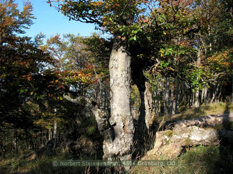 Herbstbaum