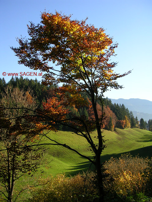 Herbstbaum