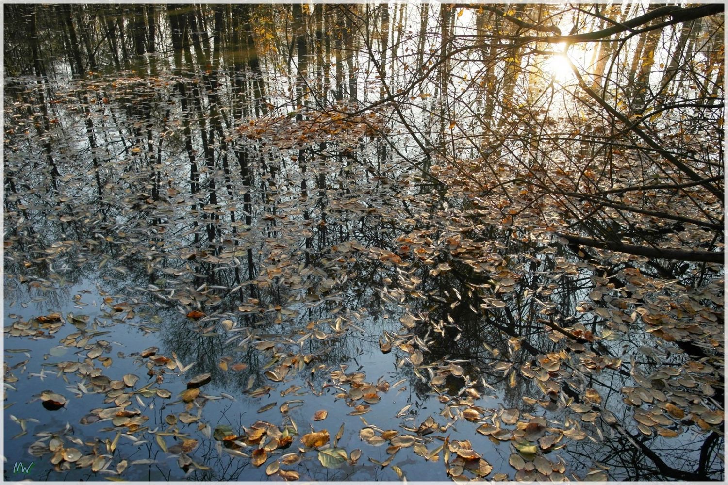 Herbstlaub im Ziegelteich 2