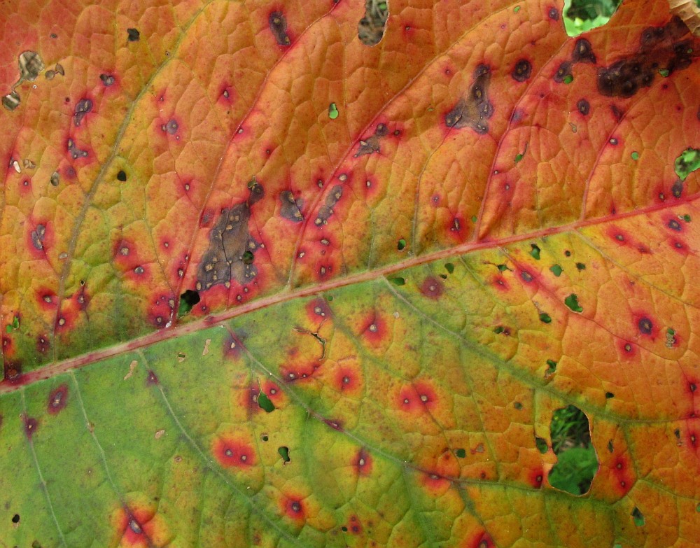 herbstlich gefärbt