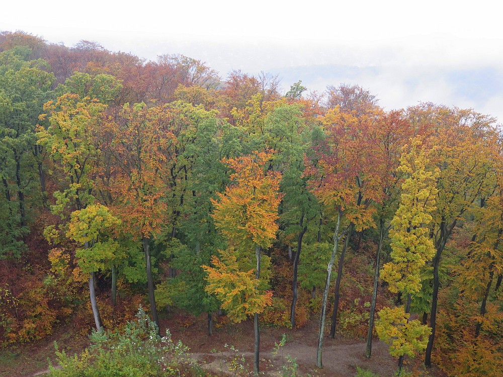 herbstlich gefärbt