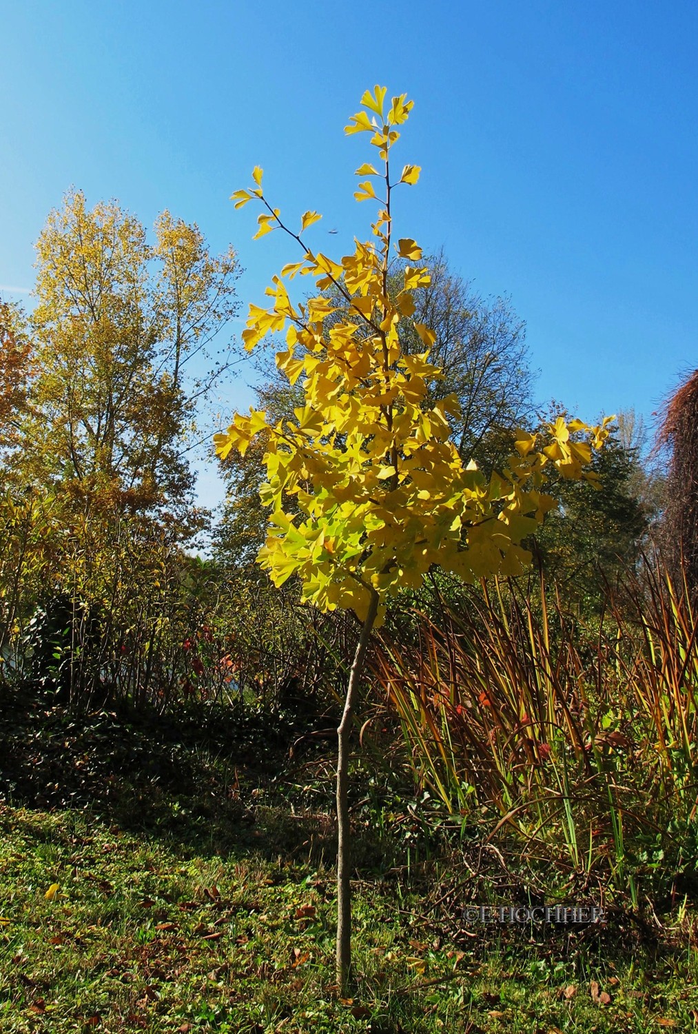 Herbstliche Gartenimpressionen