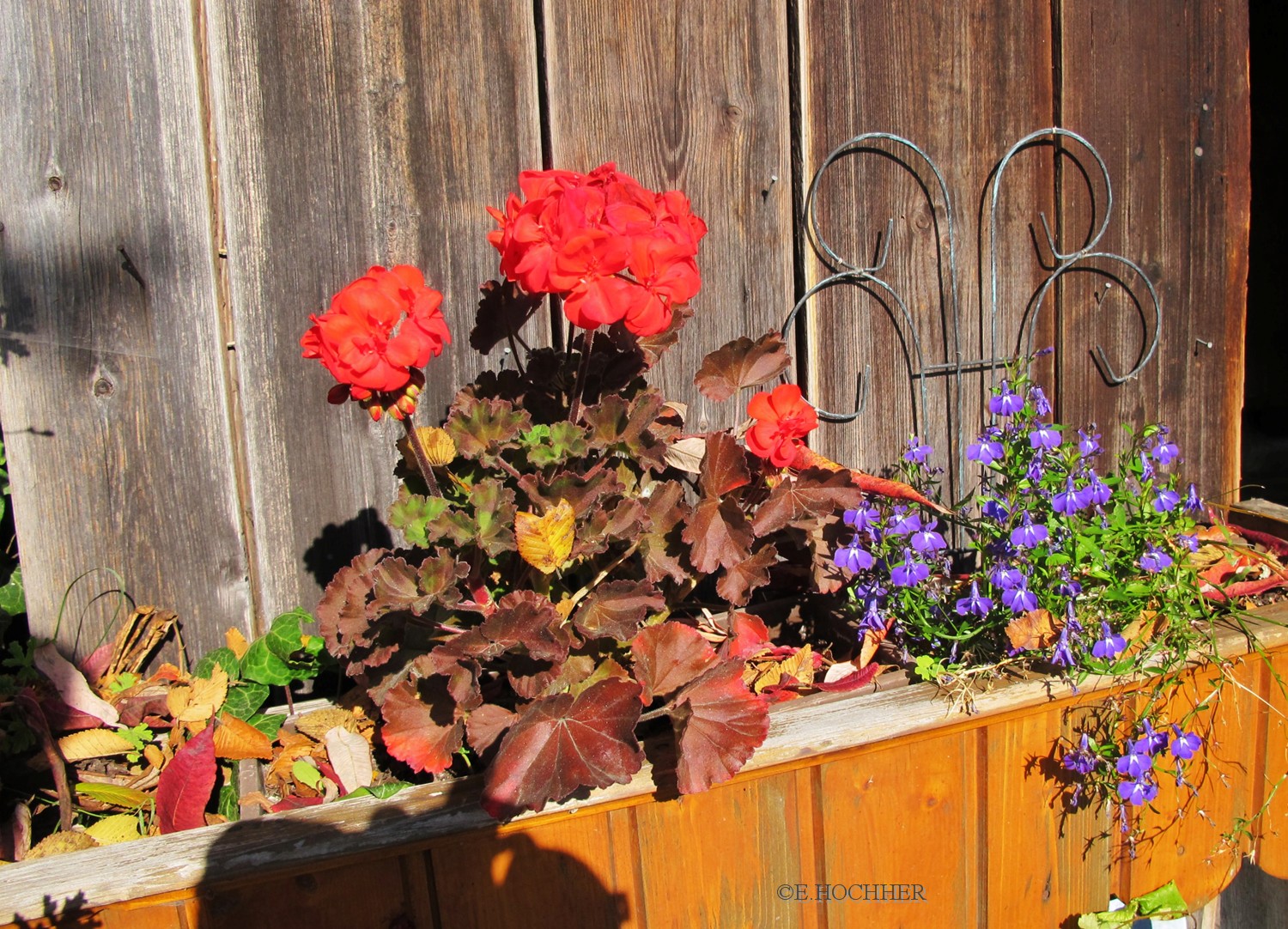 Herbstliche Gartenimpressionen