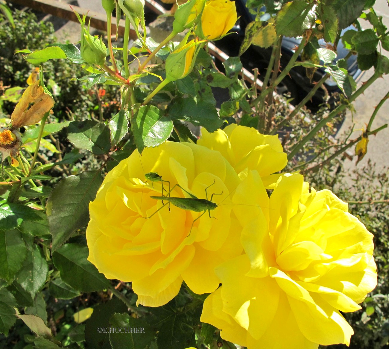 Herbstliche Gartenimpressionen