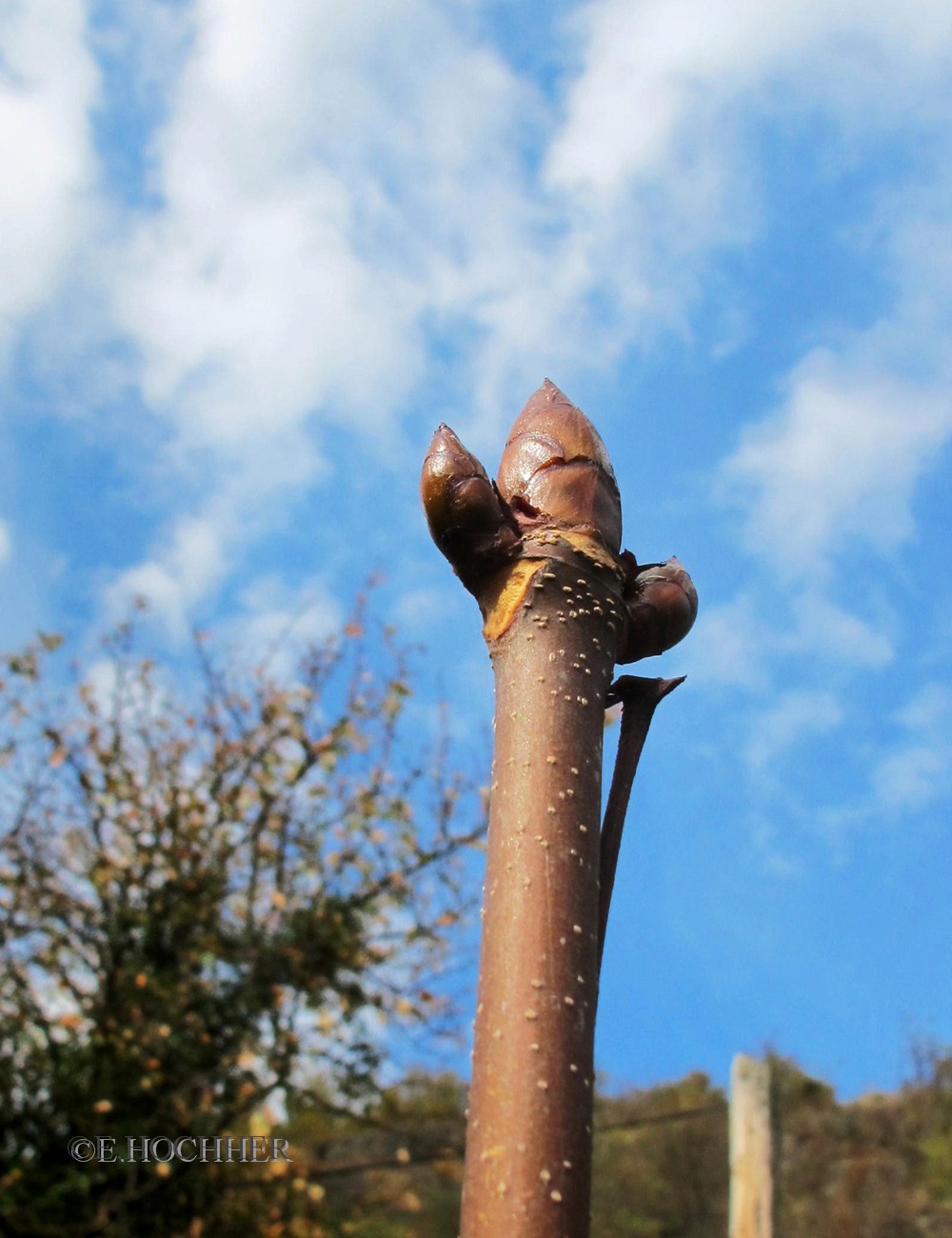 Herbstliche Gartenimpressionen