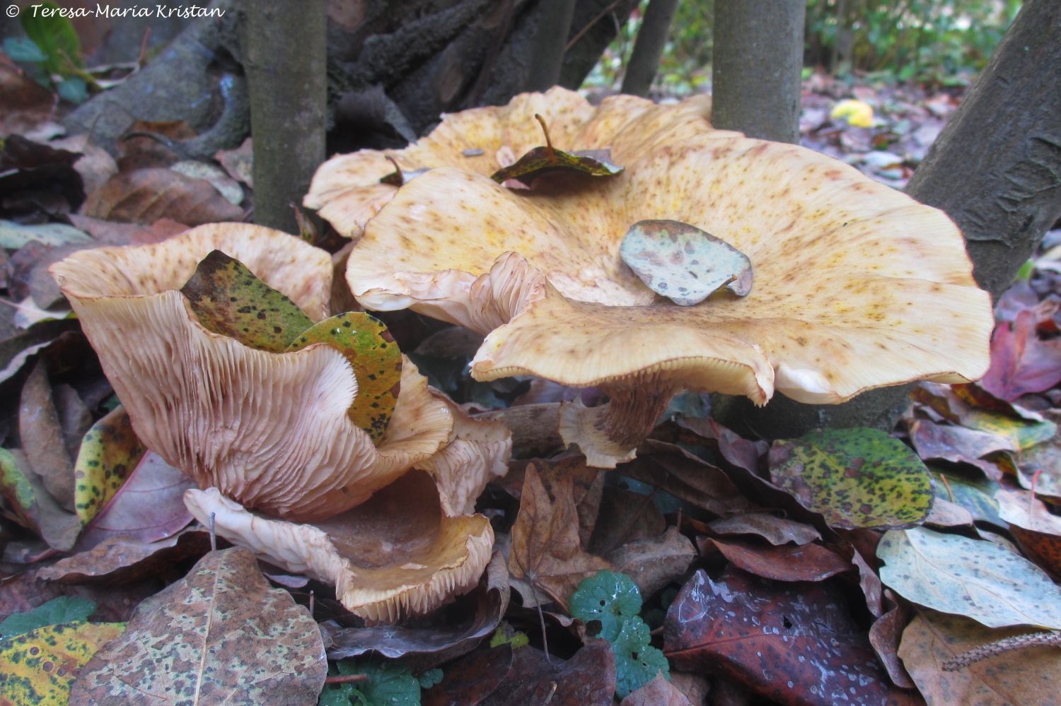 Herbstliche Impressionen vom Grazer Botanischen Garten