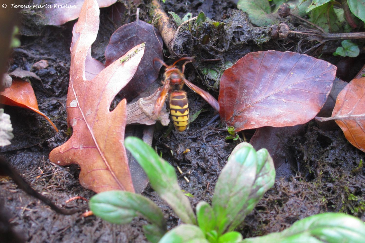 Herbstliche Impressionen vom Grazer Botanischen Garten