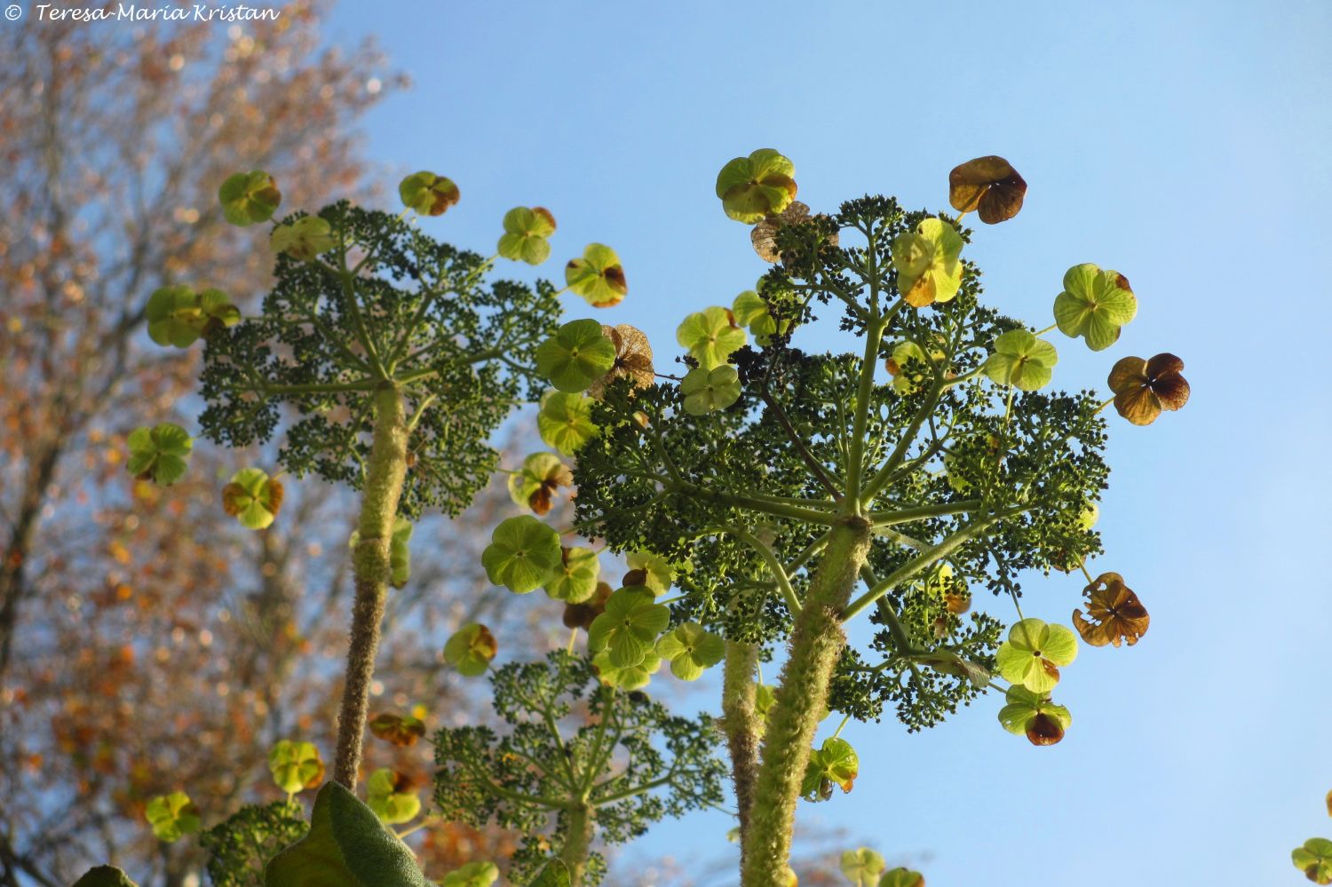 Herbstliche Impressionen vom Grazer Botanischen Garten