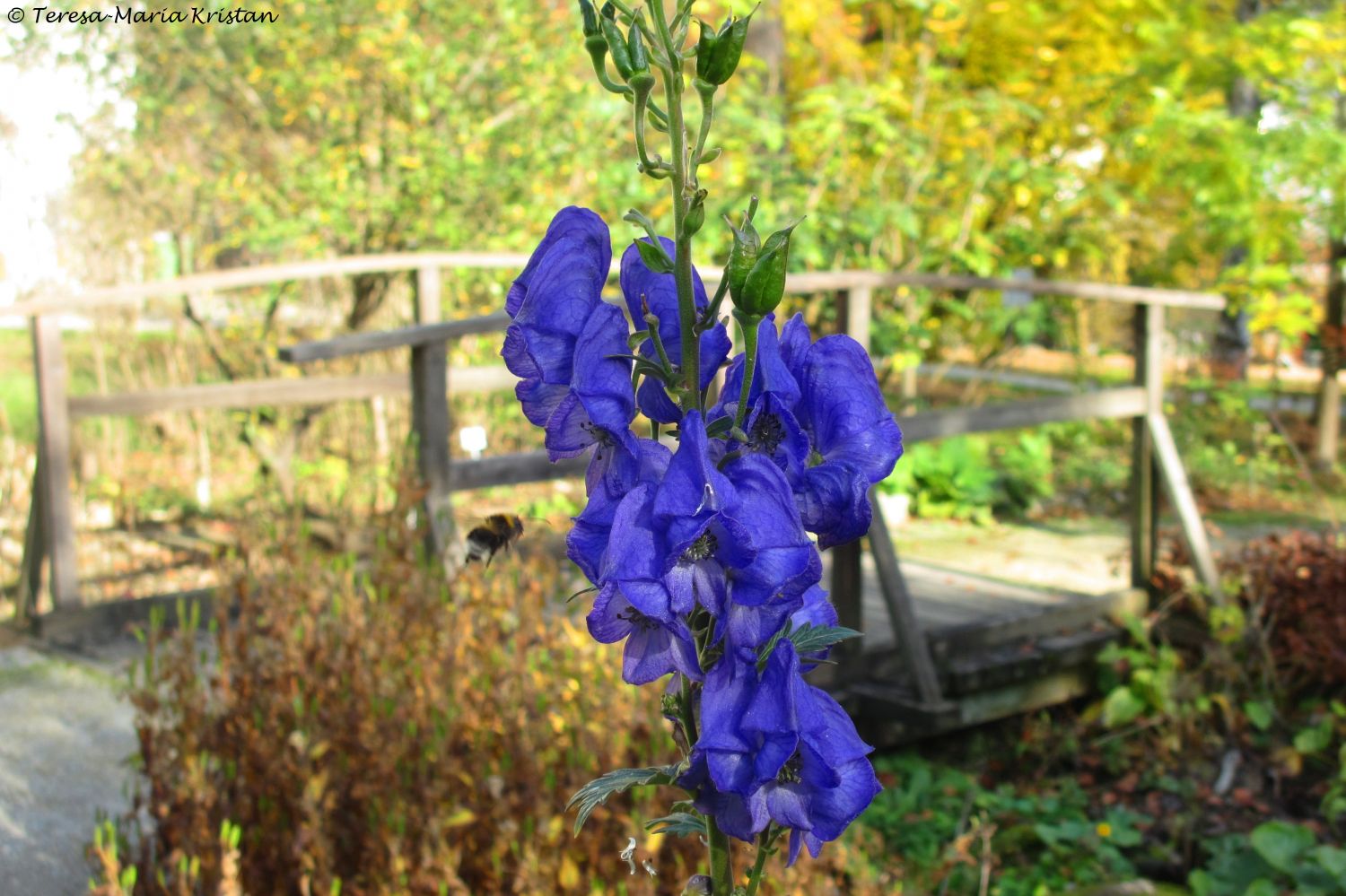 Herbstliche Impressionen vom Grazer Botanischen Garten