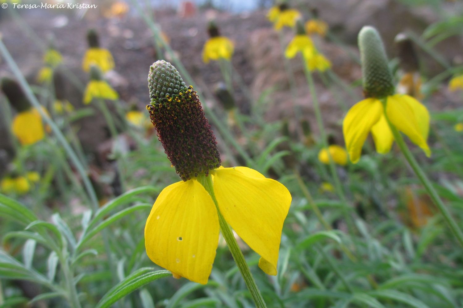 Herbstliche Impressionen vom Grazer Botanischen Garten