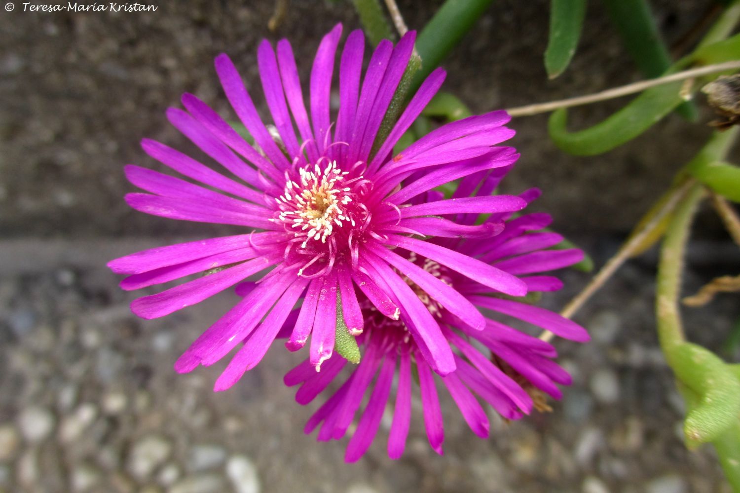 Herbstliche Impressionen vom Grazer Botanischen Garten