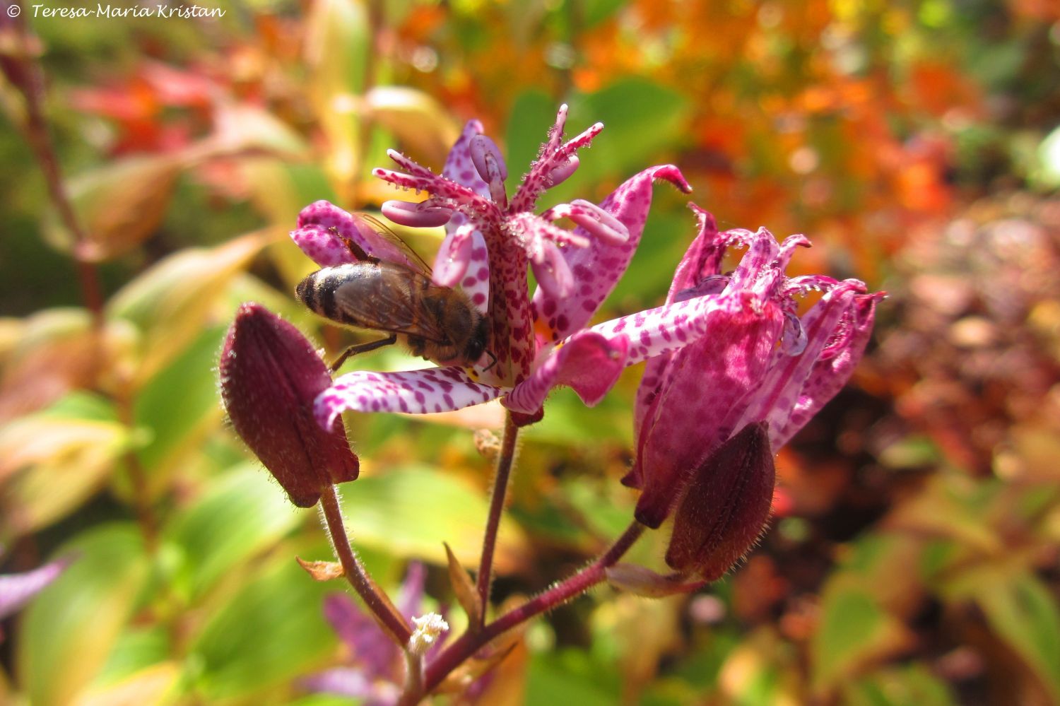 Herbstliche Impressionen vom Grazer Botanischen Garten